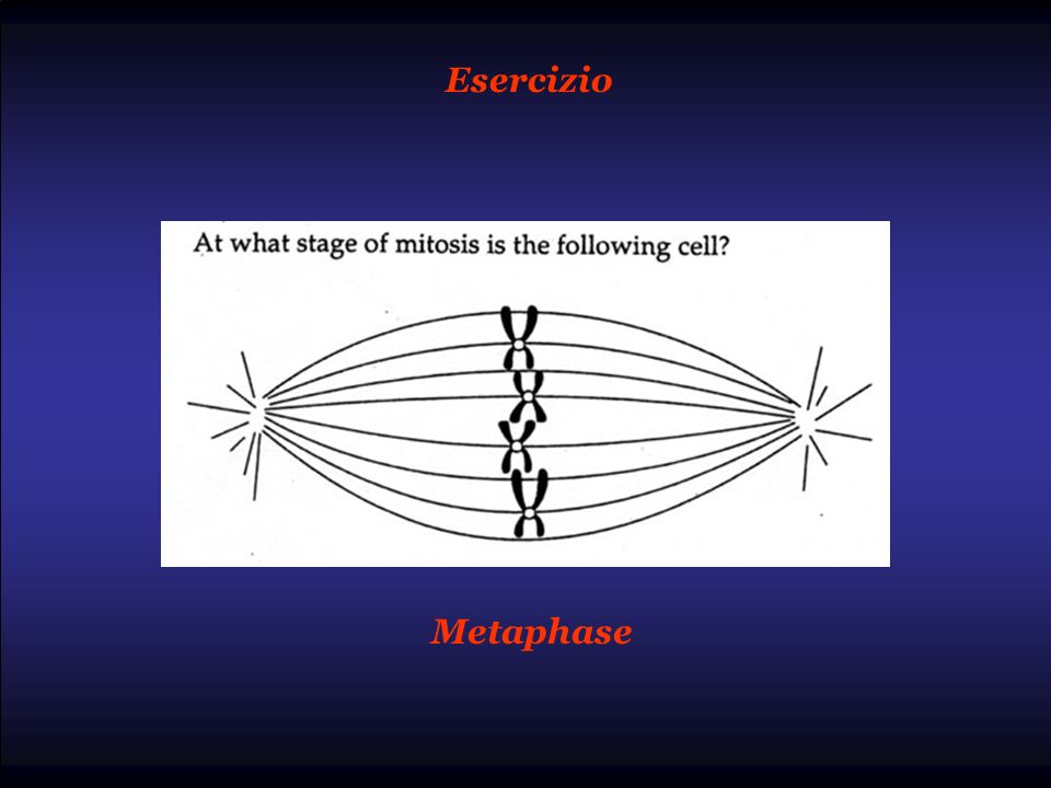 Esercizio Metaphase