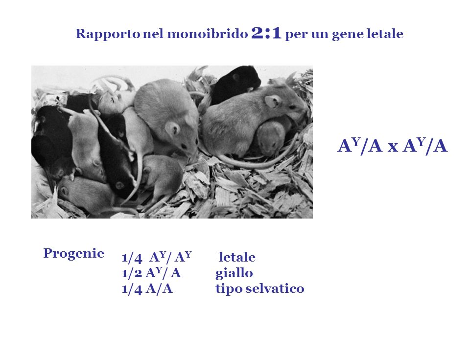 AY/A x AY/A Rapporto nel monoibrido 2:1 per un gene letale Progenie