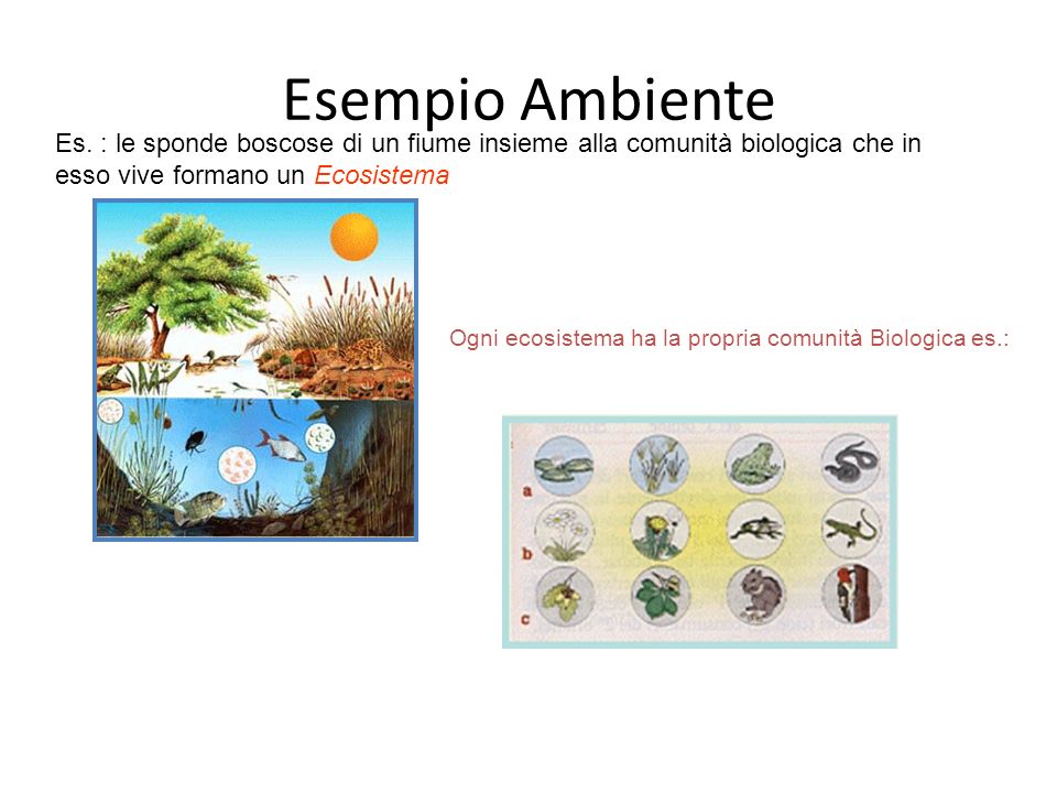Ogni ecosistema ha la propria comunità Biologica es.: