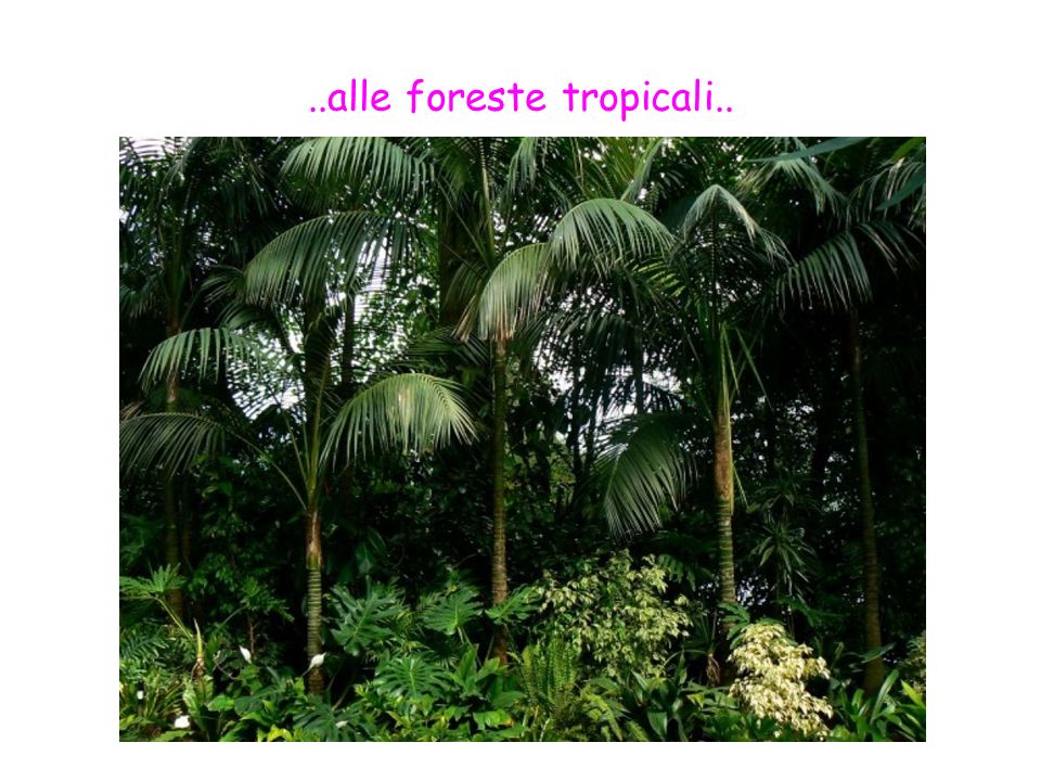 ..alle foreste tropicali..