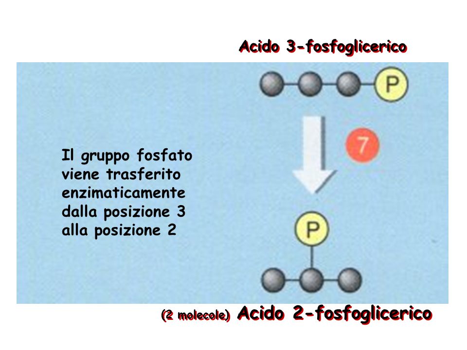 Acido 3-fosfoglicerico