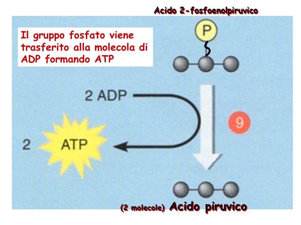Il gruppo fosfato viene trasferito alla molecola di ADP formando ATP