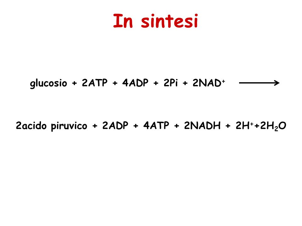 In sintesi glucosio + 2ATP + 4ADP + 2Pi + 2NAD+
