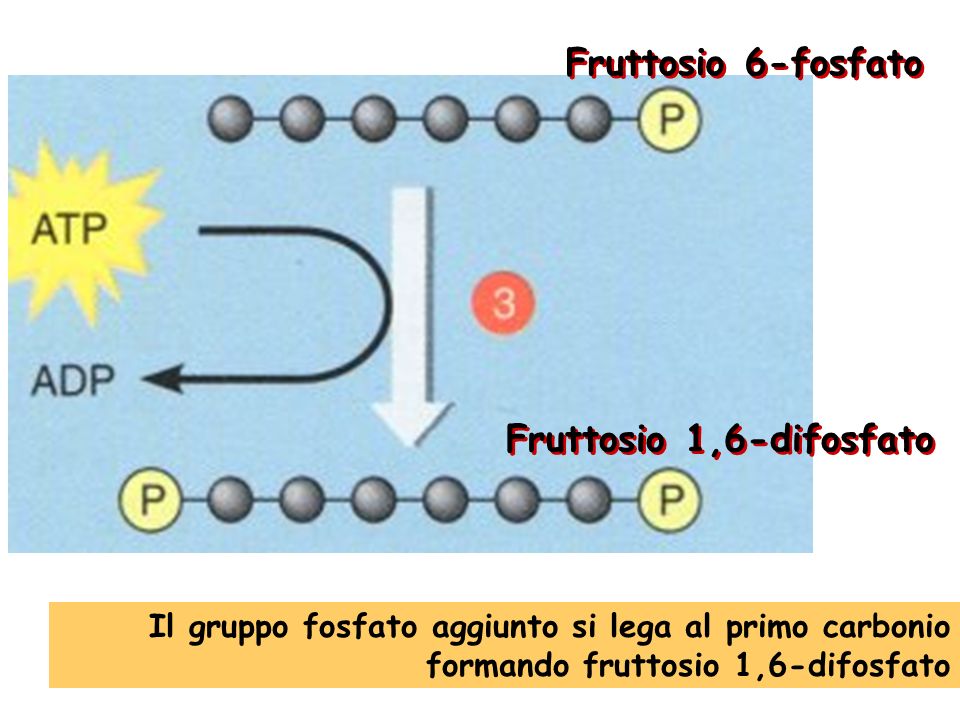 Fruttosio 6-fosfato Fruttosio 1,6-difosfato