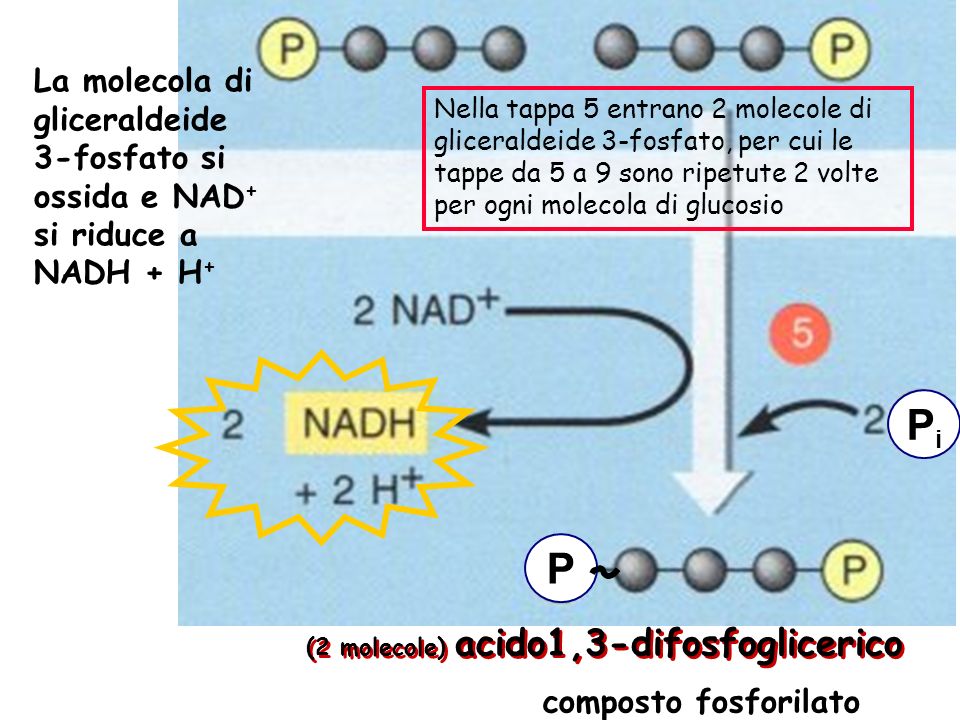 La molecola di gliceraldeide 3-fosfato si ossida e NAD+ si riduce a NADH + H+