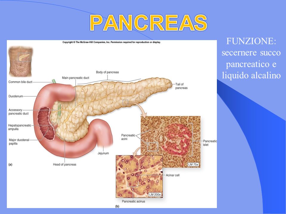 FUNZIONE: secernere succo pancreatico e liquido alcalino