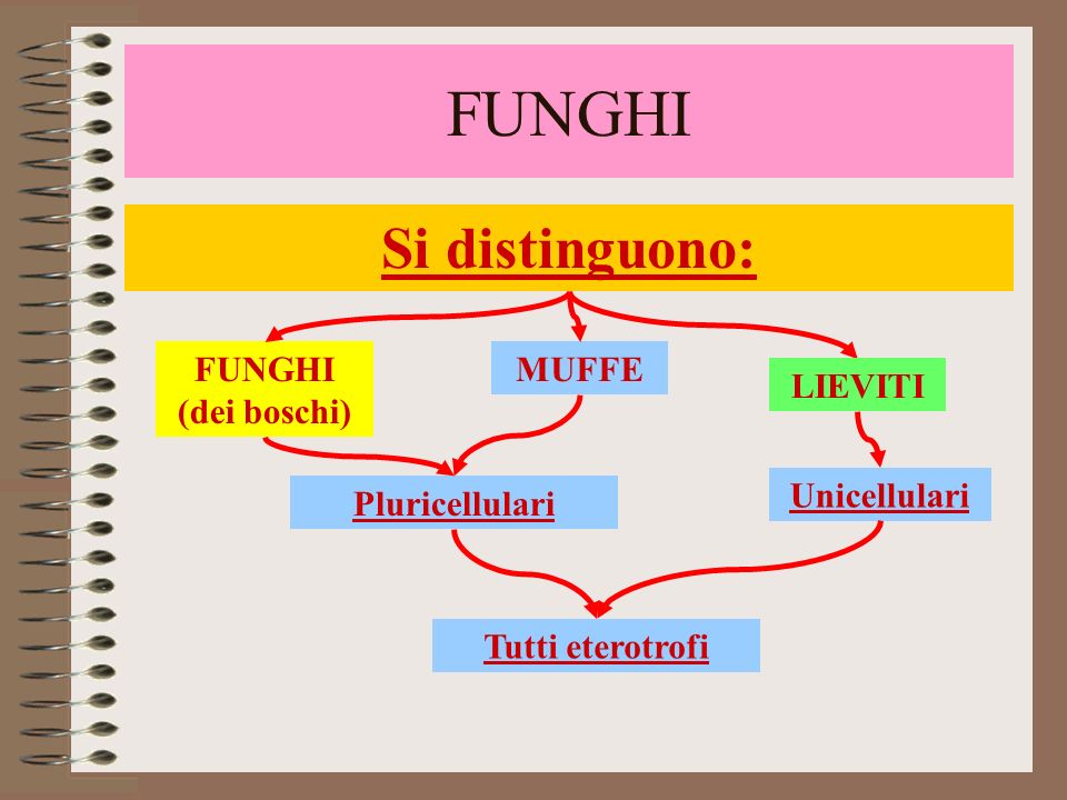 FUNGHI Si distinguono: FUNGHI (dei boschi) MUFFE LIEVITI Unicellulari