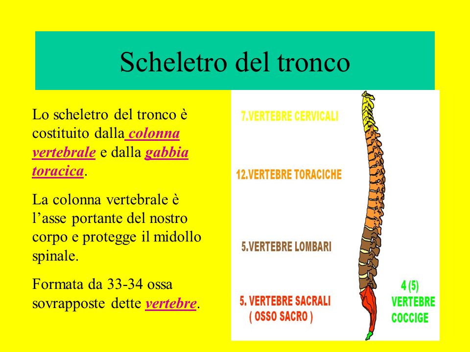 Scheletro del tronco Lo scheletro del tronco è costituito dalla colonna vertebrale e dalla gabbia toracica.