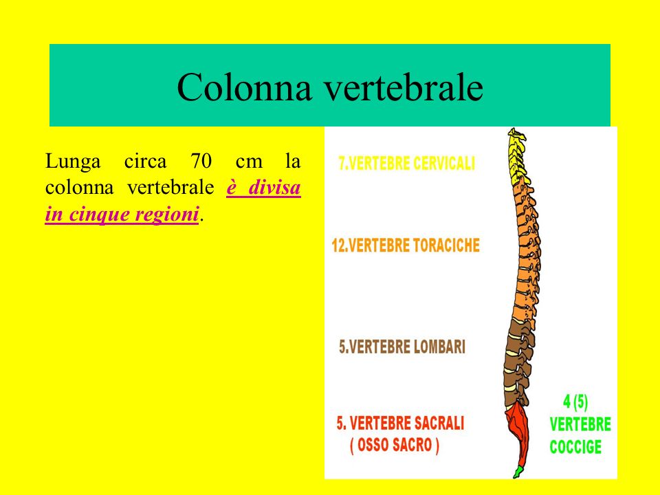Colonna vertebrale Lunga circa 70 cm la colonna vertebrale è divisa in cinque regioni.