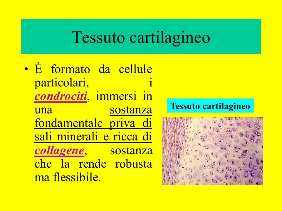 Tessuto cartilagineo