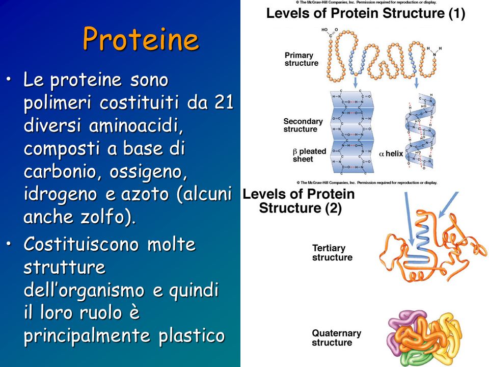 Proteine Le proteine sono polimeri costituiti da 21 diversi aminoacidi, composti a base di carbonio, ossigeno, idrogeno e azoto (alcuni anche zolfo).