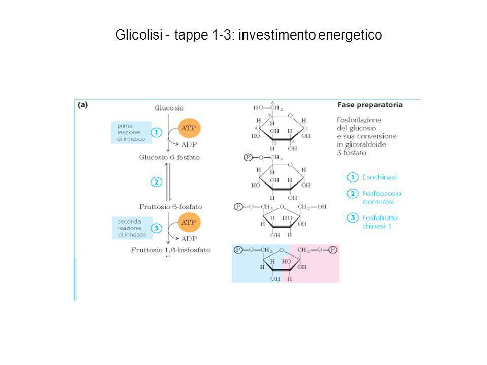 Glicolisi - tappe 1-3: investimento energetico