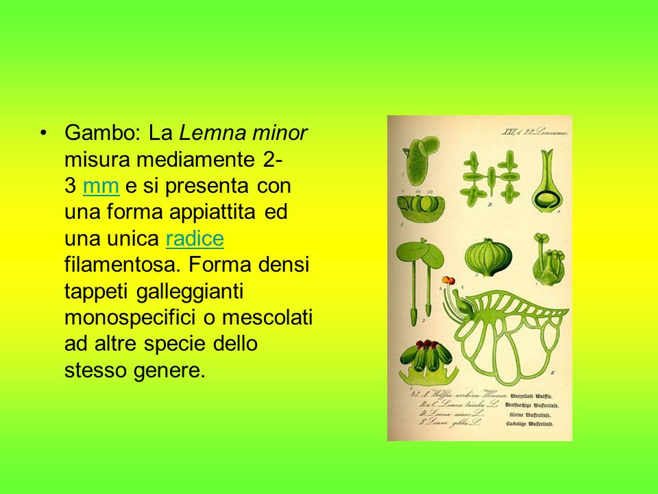 Gambo: La Lemna minor misura mediamente 2-3 mm e si presenta con una forma appiattita ed una unica radice filamentosa.