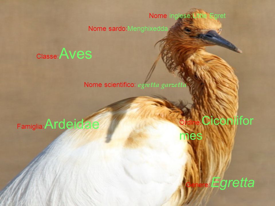 Nome inglese:Little Egret