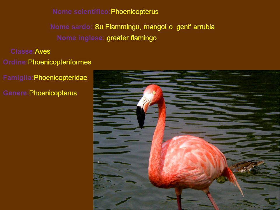Nome scientifico:Phoenicopterus