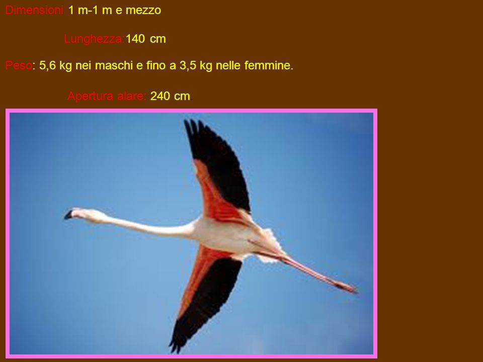 Dimensioni 1 m-1 m e mezzo Lunghezza:140 cm. Peso: 5,6 kg nei maschi e fino a 3,5 kg nelle femmine.