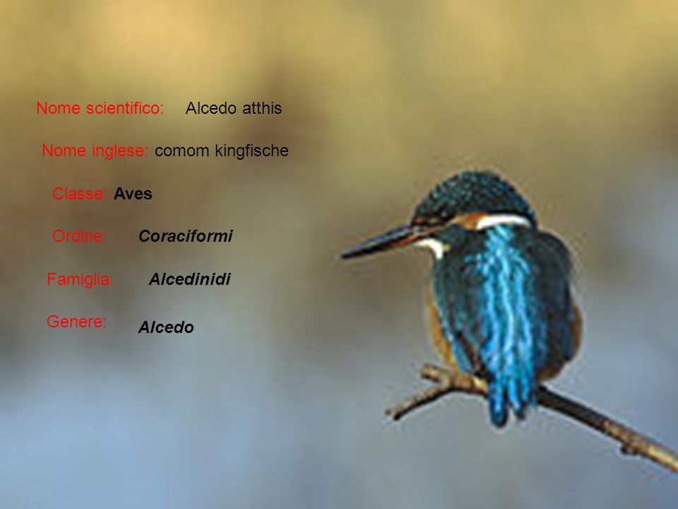 Nome scientifico: Alcedo atthis. Nome inglese: comom kingfische. Classe: Aves. Ordine: Coraciformi.