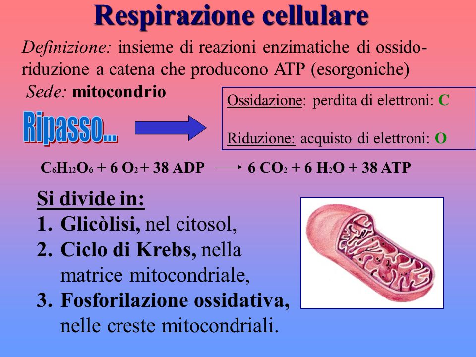 Respirazione cellulare