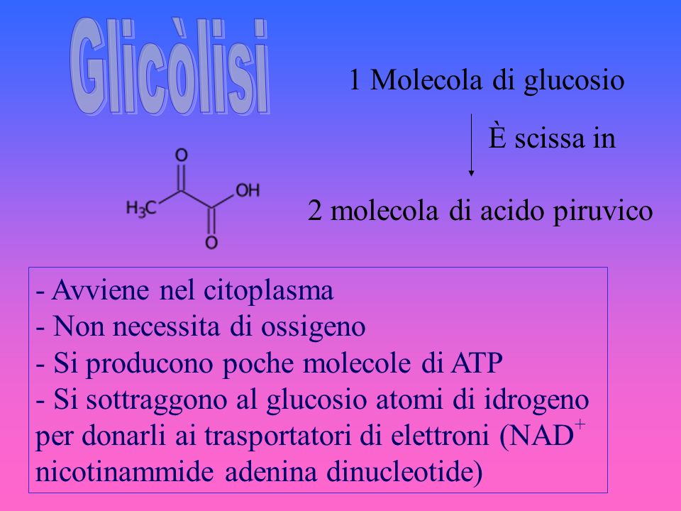 Glicòlisi 1 Molecola di glucosio È scissa in