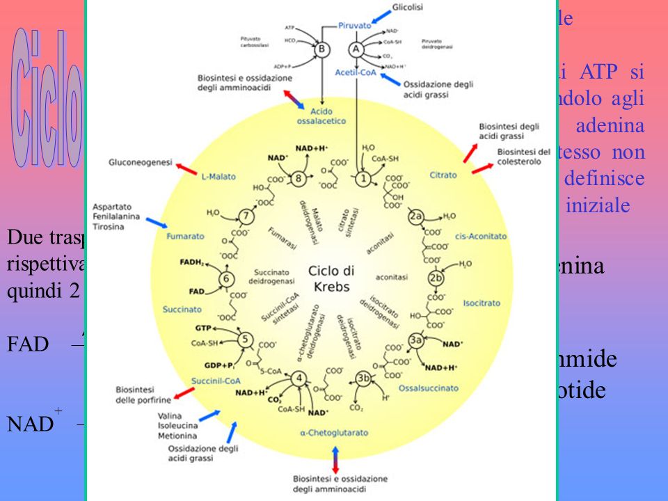Ciclo di Krebs FAD=flavin adenina dinucleotide 2 e-