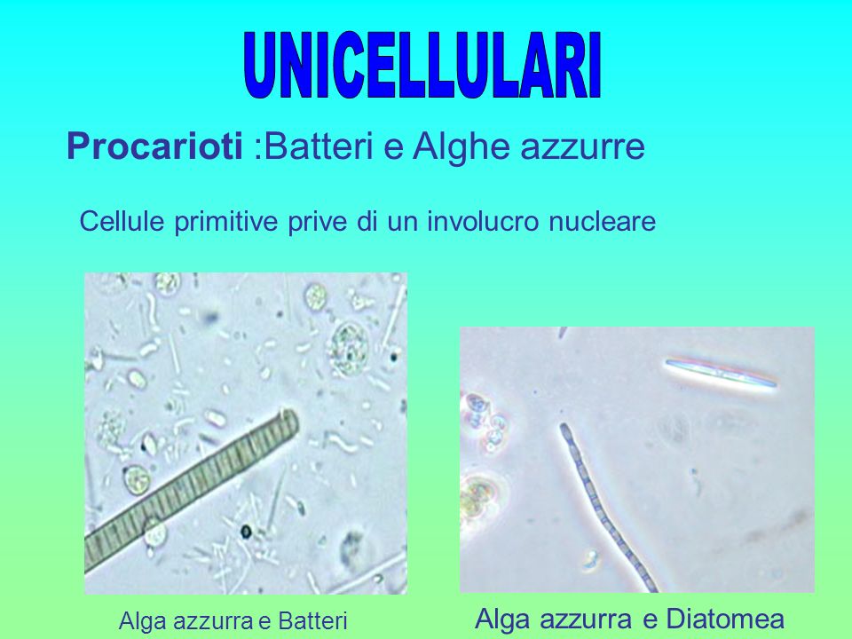 UNICELLULARI Procarioti :Batteri e Alghe azzurre