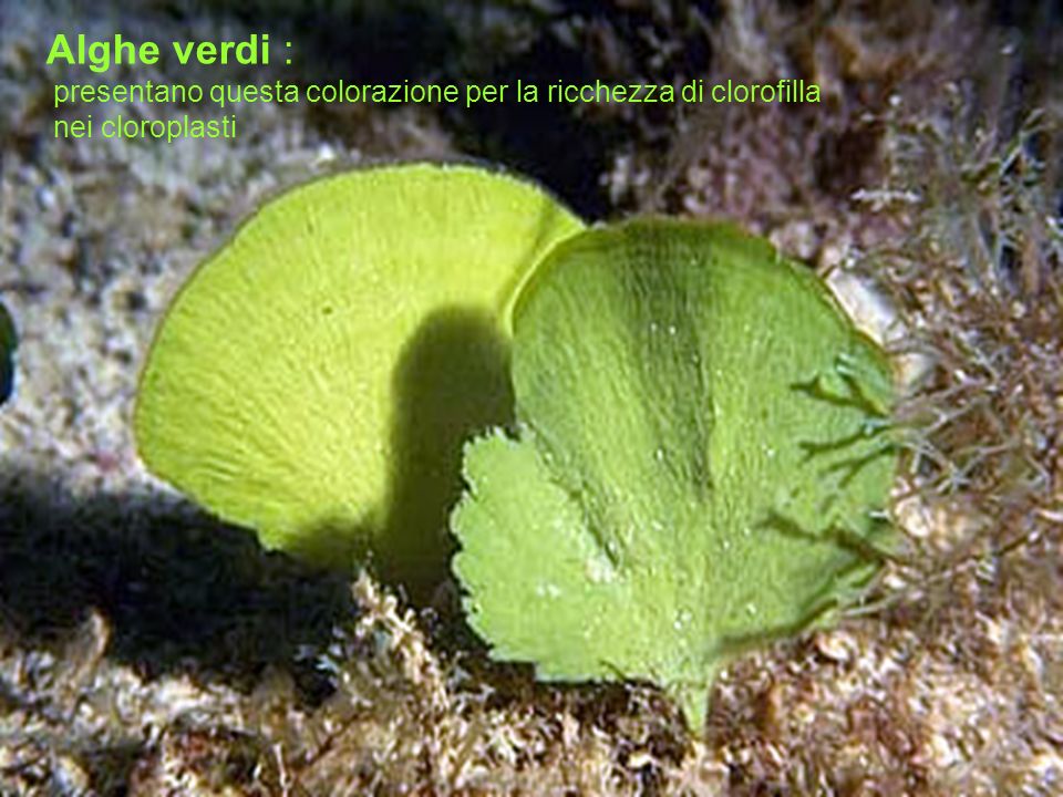 Alghe verdi : presentano questa colorazione per la ricchezza di clorofilla nei cloroplasti