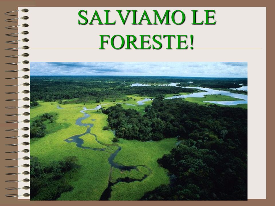 SALVIAMO LE FORESTE!