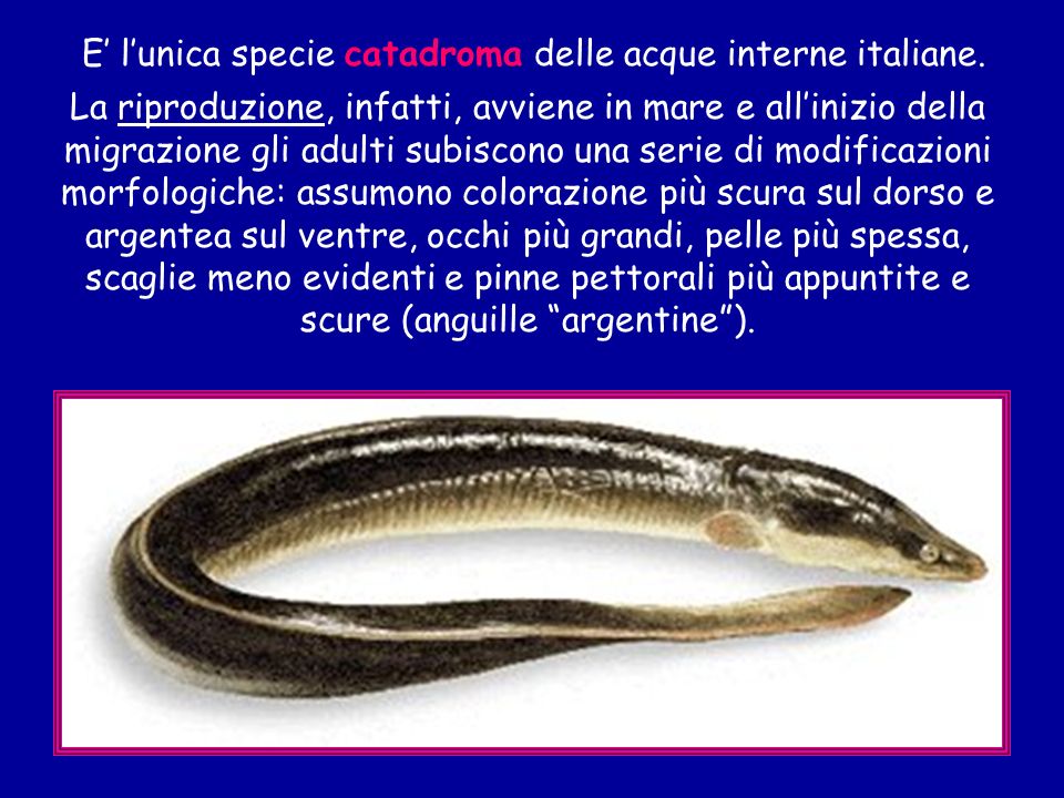 E’ l’unica specie catadroma delle acque interne italiane.