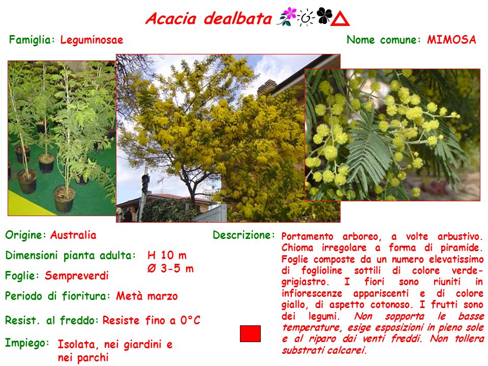 Acacia dealbata Famiglia: Leguminosae Nome comune: MIMOSA Origine: