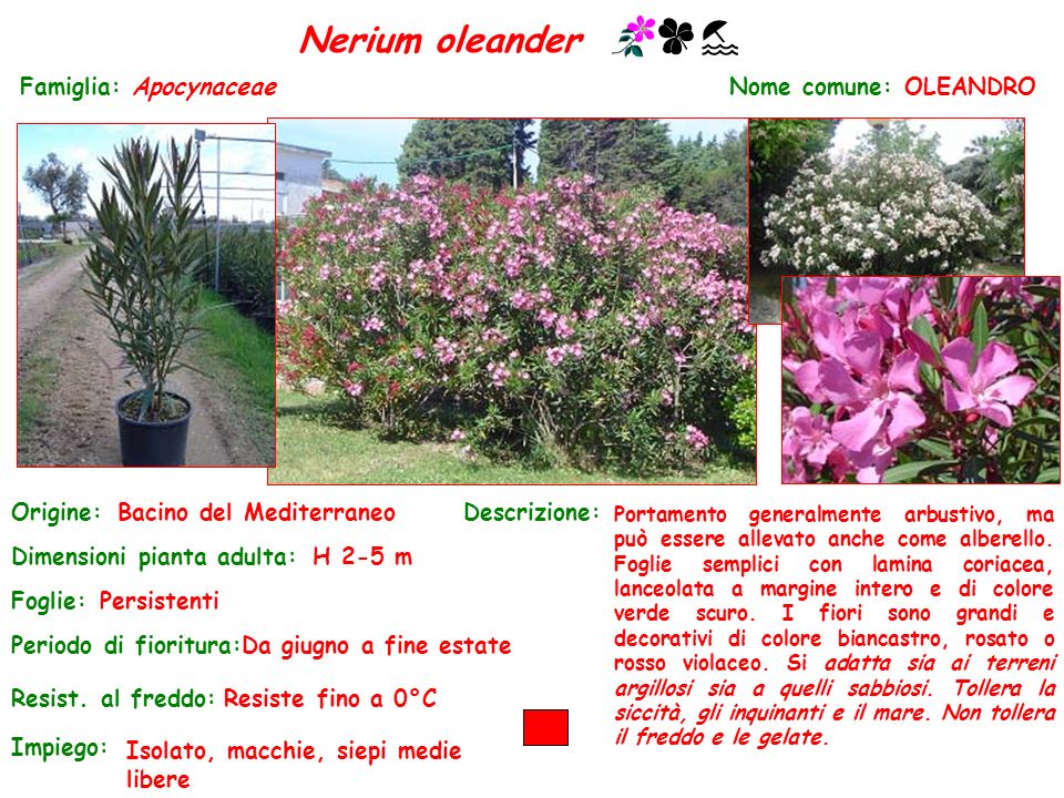 Nerium oleander Famiglia: Apocynaceae Nome comune: OLEANDRO Origine: