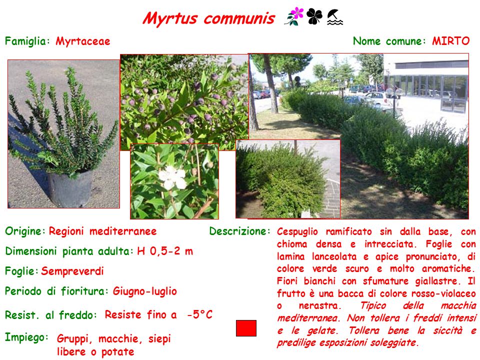Myrtus communis Famiglia: Myrtaceae Nome comune: MIRTO Origine: