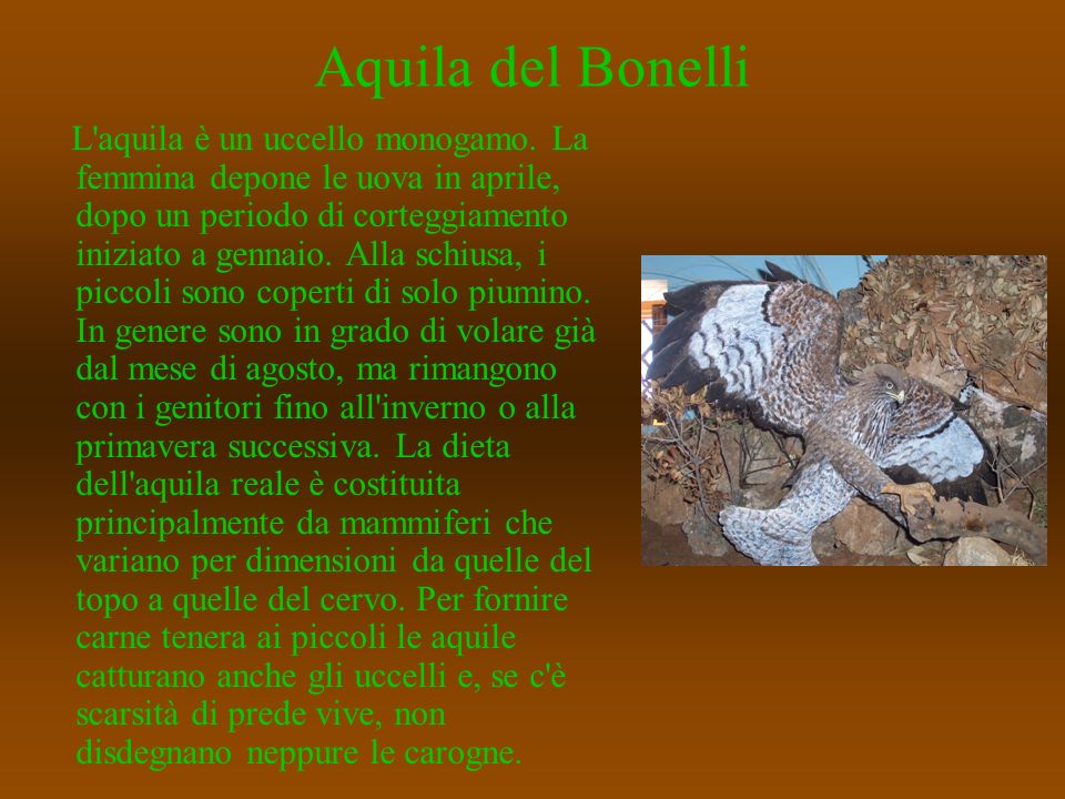 Aquila del Bonelli