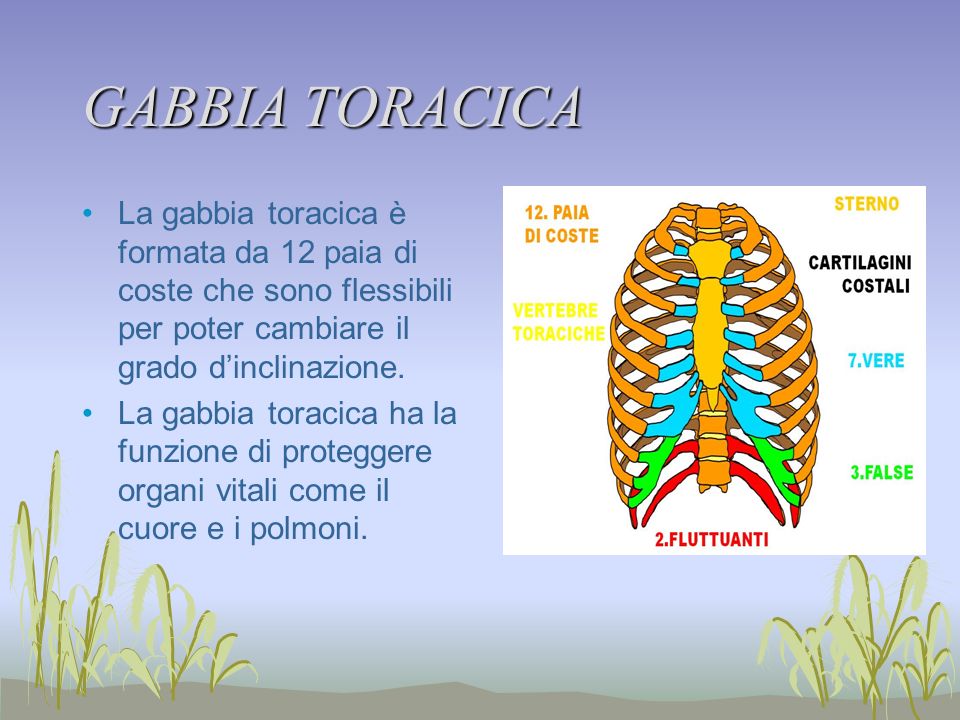 GABBIA TORACICA La gabbia toracica è formata da 12 paia di coste che sono flessibili per poter cambiare il grado d’inclinazione.