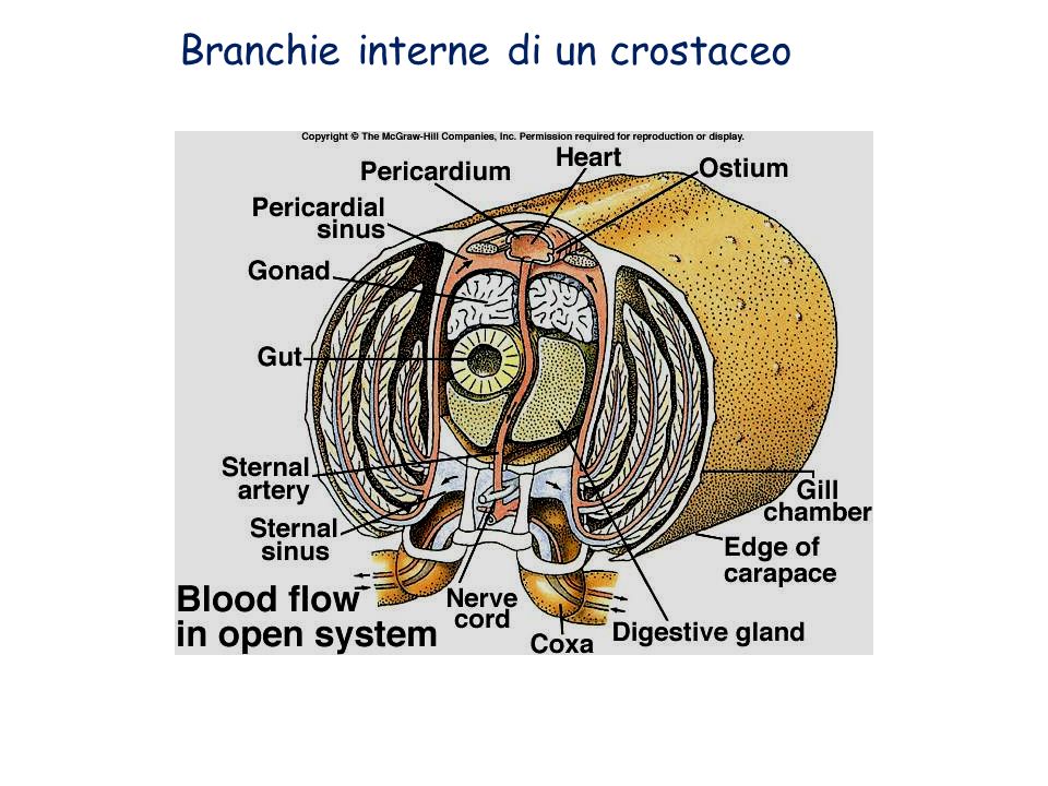 Branchie interne di un crostaceo