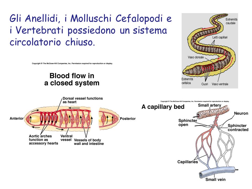 Gli Anellidi, i Molluschi Cefalopodi e i Vertebrati possiedono un sistema circolatorio chiuso.