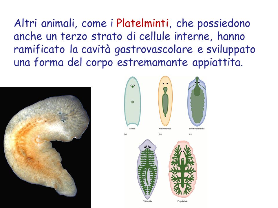 Altri animali, come i Platelminti, che possiedono anche un terzo strato di cellule interne, hanno ramificato la cavità gastrovascolare e sviluppato una forma del corpo estremamante appiattita.