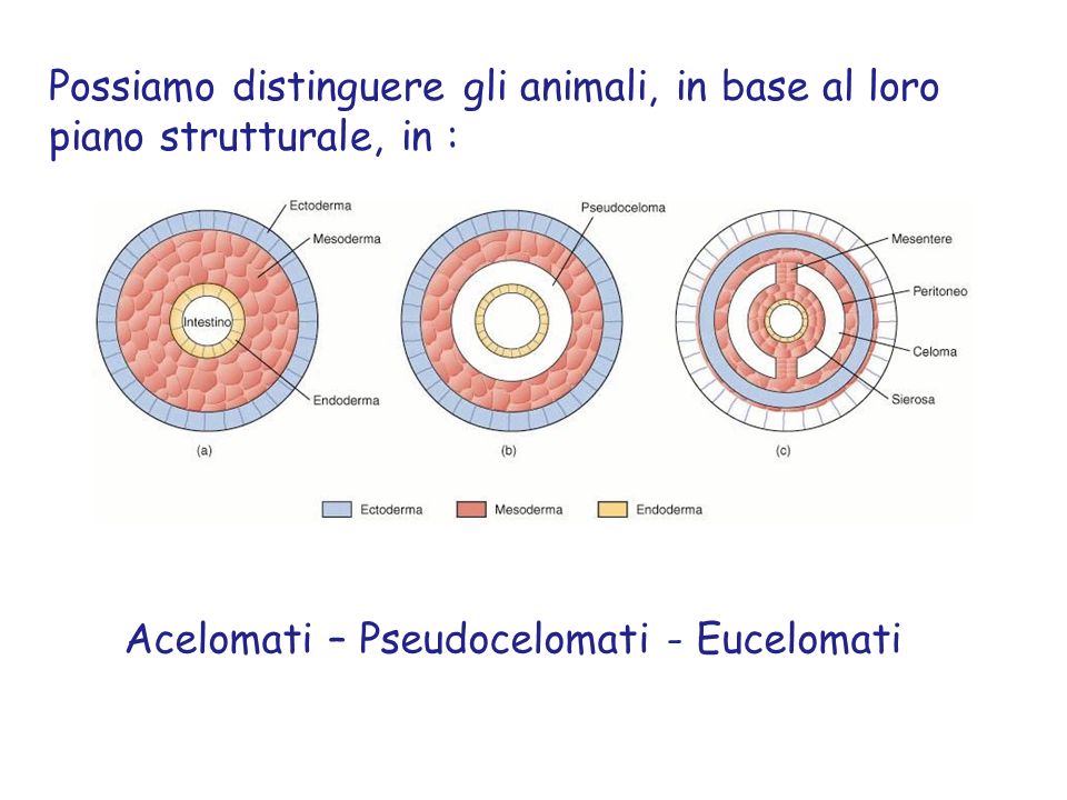 Acelomati – Pseudocelomati - Eucelomati