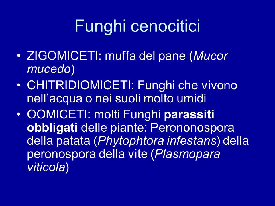 Funghi cenocitici ZIGOMICETI: muffa del pane (Mucor mucedo)