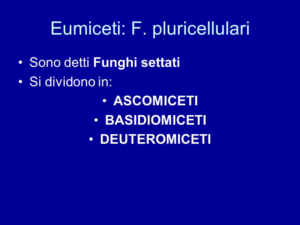 Eumiceti: F. pluricellulari