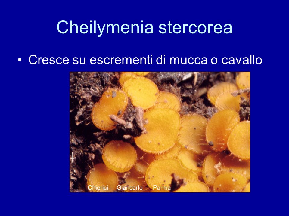 Cheilymenia stercorea