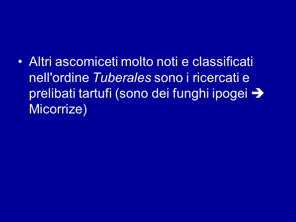 Altri ascomiceti molto noti e classificati nell ordine Tuberales sono i ricercati e prelibati tartufi (sono dei funghi ipogei  Micorrize)