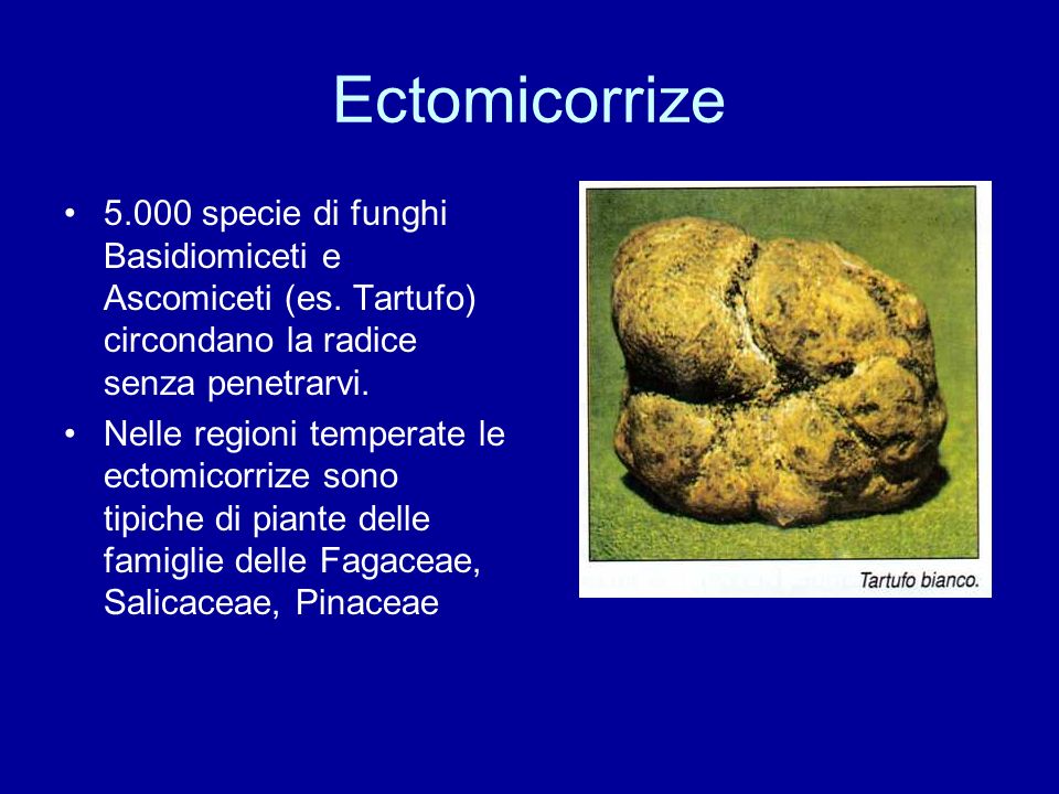 Ectomicorrize specie di funghi Basidiomiceti e Ascomiceti (es. Tartufo) circondano la radice senza penetrarvi.