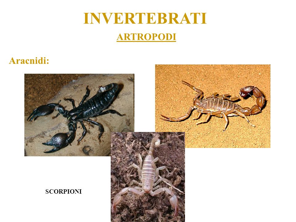INVERTEBRATI ARTROPODI Aracnidi: SCORPIONI