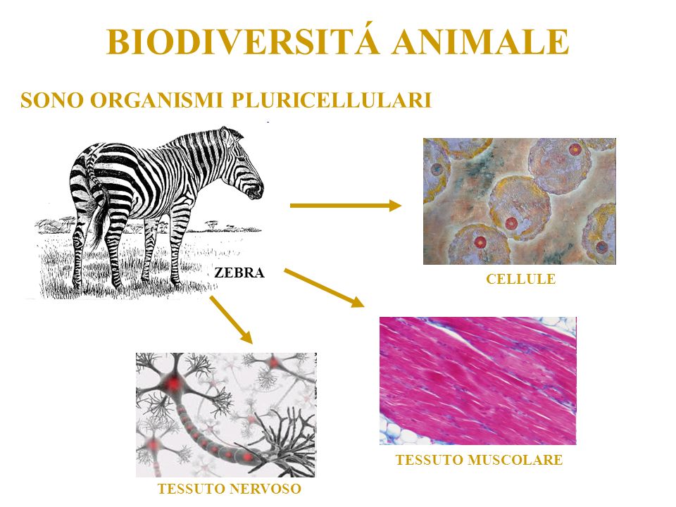 BIODIVERSITÁ ANIMALE SONO ORGANISMI PLURICELLULARI ZEBRA CELLULE