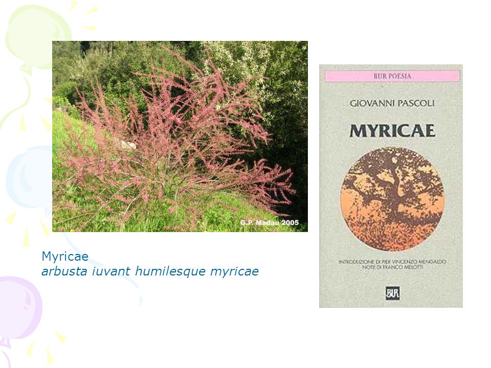 Myricae arbusta iuvant humilesque myricae