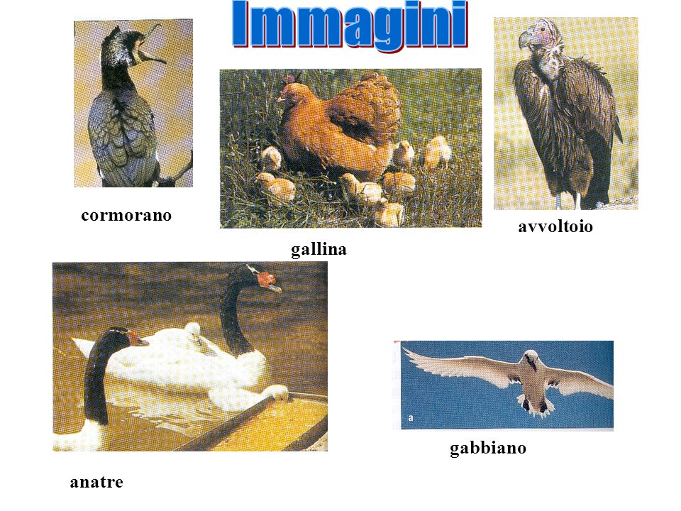Immagini cormorano avvoltoio gallina gabbiano anatre