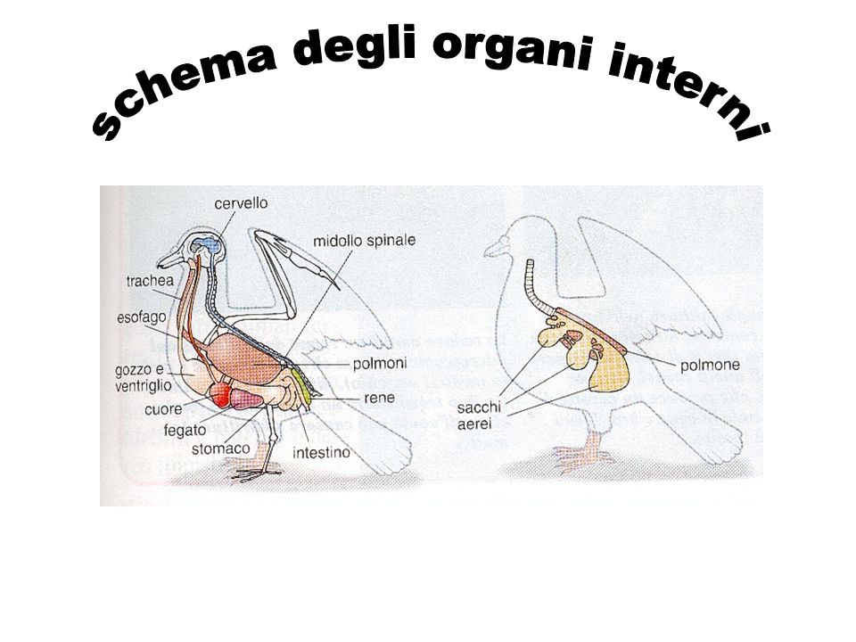 schema degli organi interni