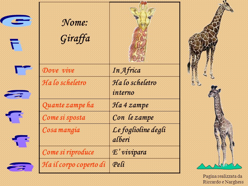 Giraffa Nome: Giraffa Dove vive In Africa Ha lo scheletro