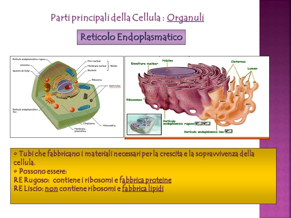 Parti principali della Cellula : Organuli Reticolo Endoplasmatico