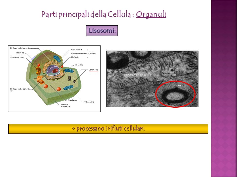 Parti principali della Cellula : Organuli